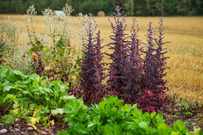 Arktische Landwirtschaft: Finnland als Partner der Grünen Woche | Foto: Messe Berlin GmbH