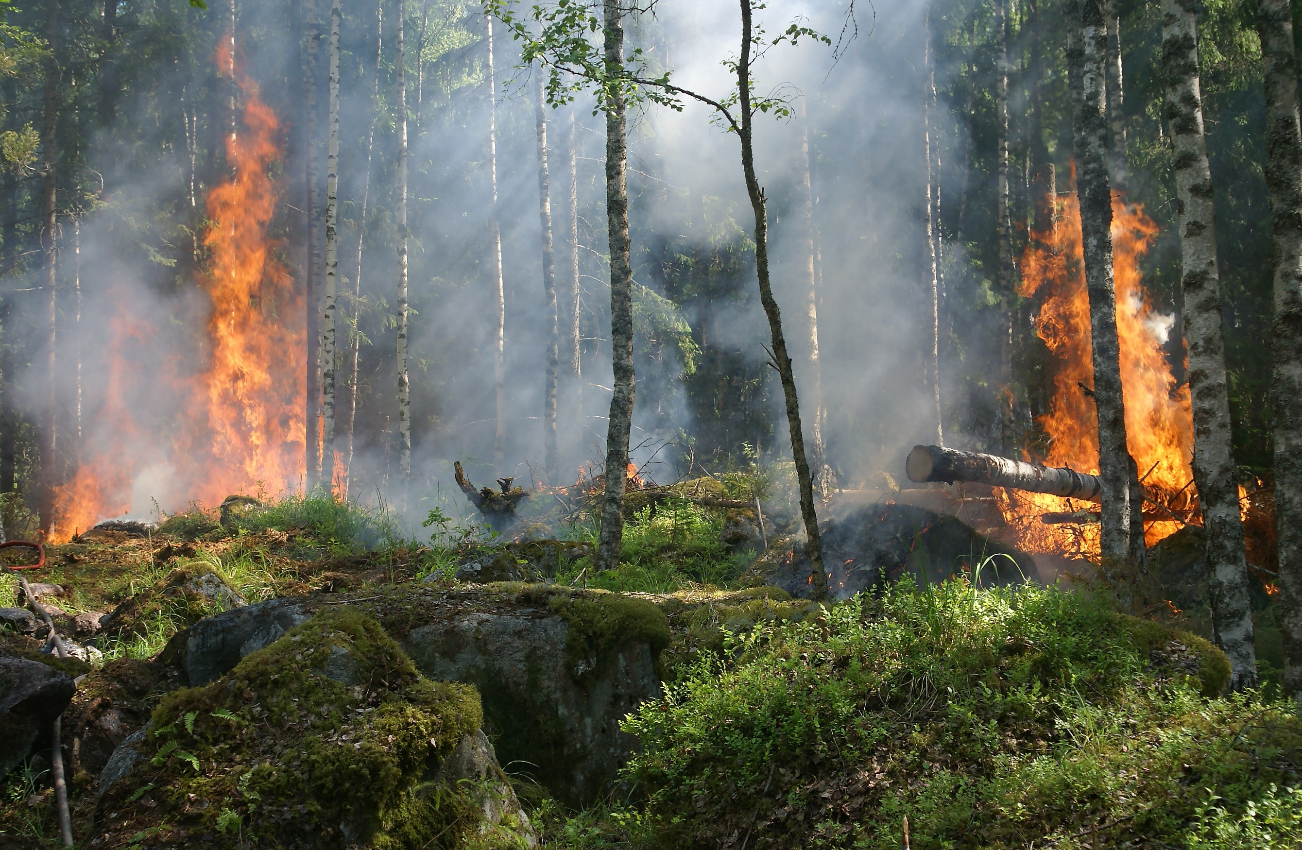 Zahl der Waldbrände in Brandenburg verfünffacht